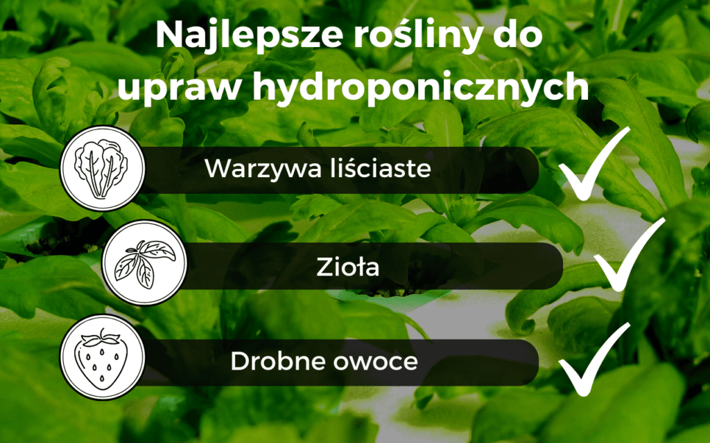 Rośliny do upraw hydroponicznych