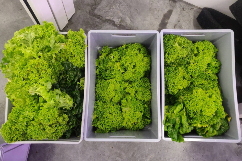 Rośliny hydroponiczne