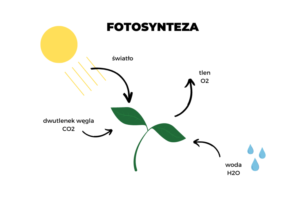 Fotosynteza