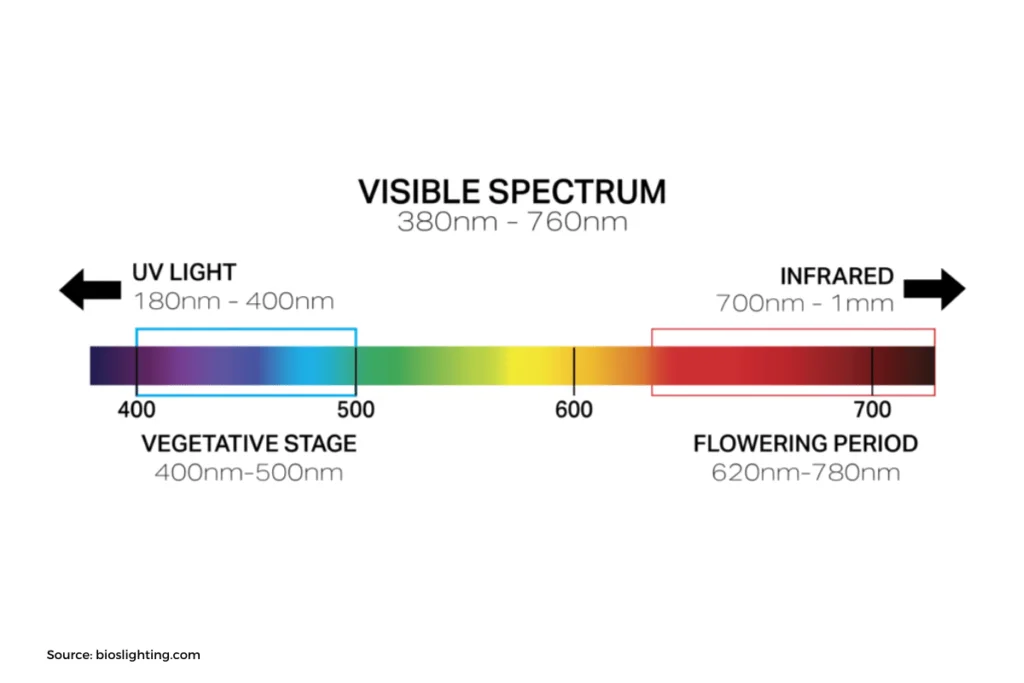 How Does Light Improves Plant's Growth? | Blog Hydropolis