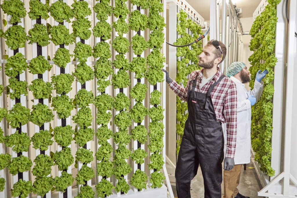 Doglądanie uprawy 2