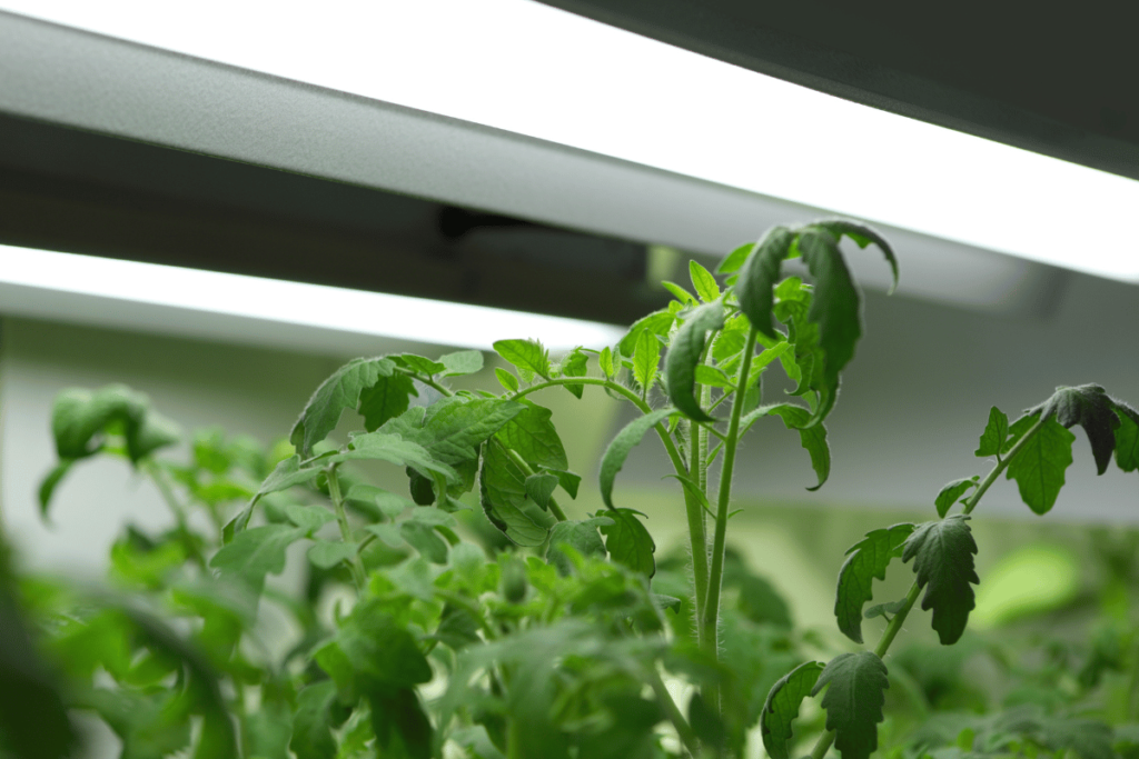 Vertical farming plant