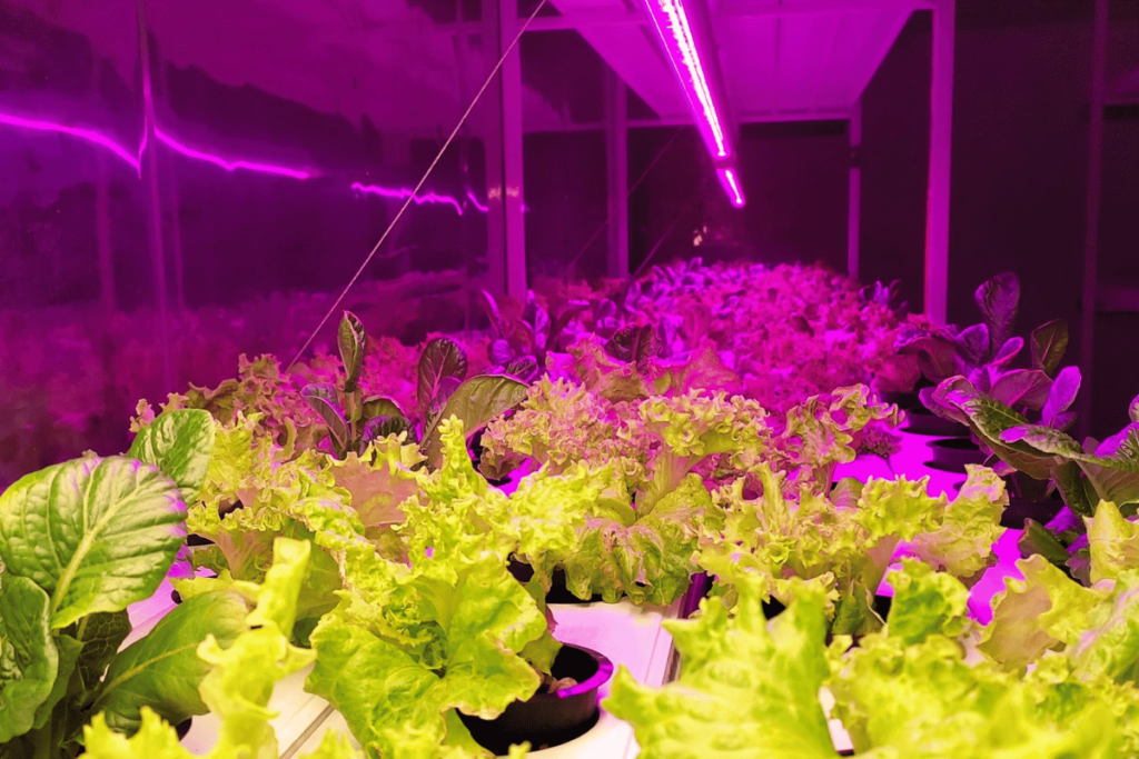 Plants ultraviolet
