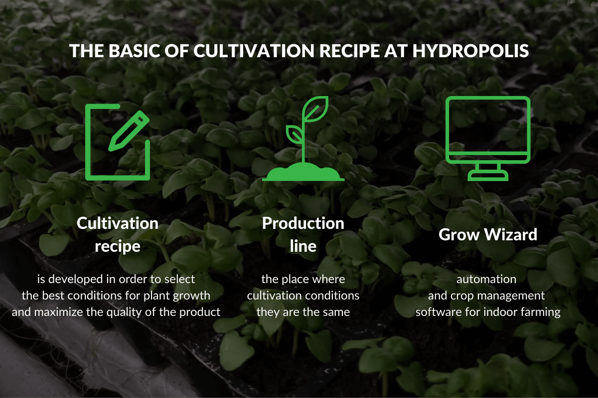 Explaining Plant’s Growth Algorithms | Blog Hydropolis