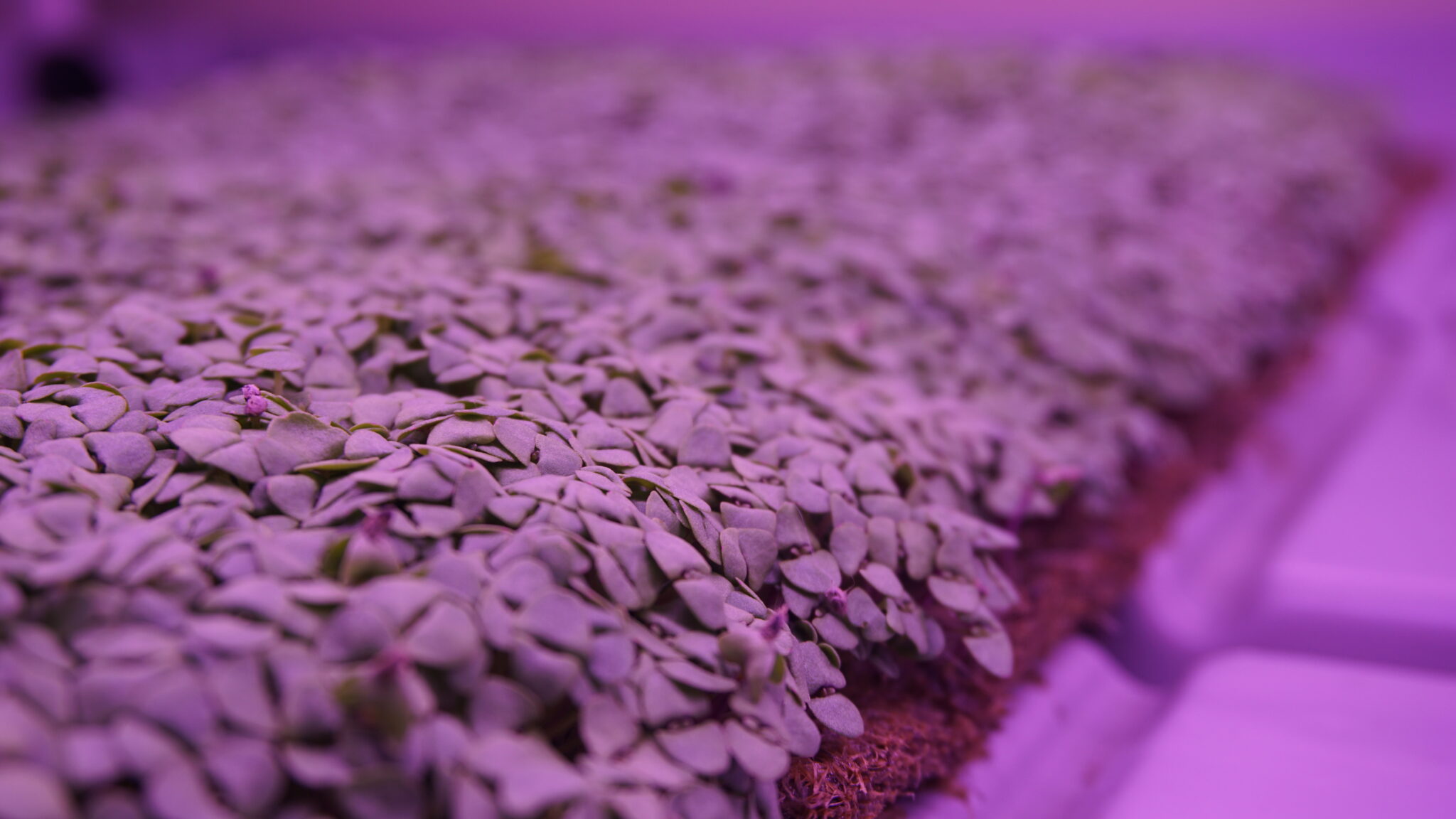 Image showcasing Grow Microgreens with Vertical Farming: An Exceptional Environment for ...