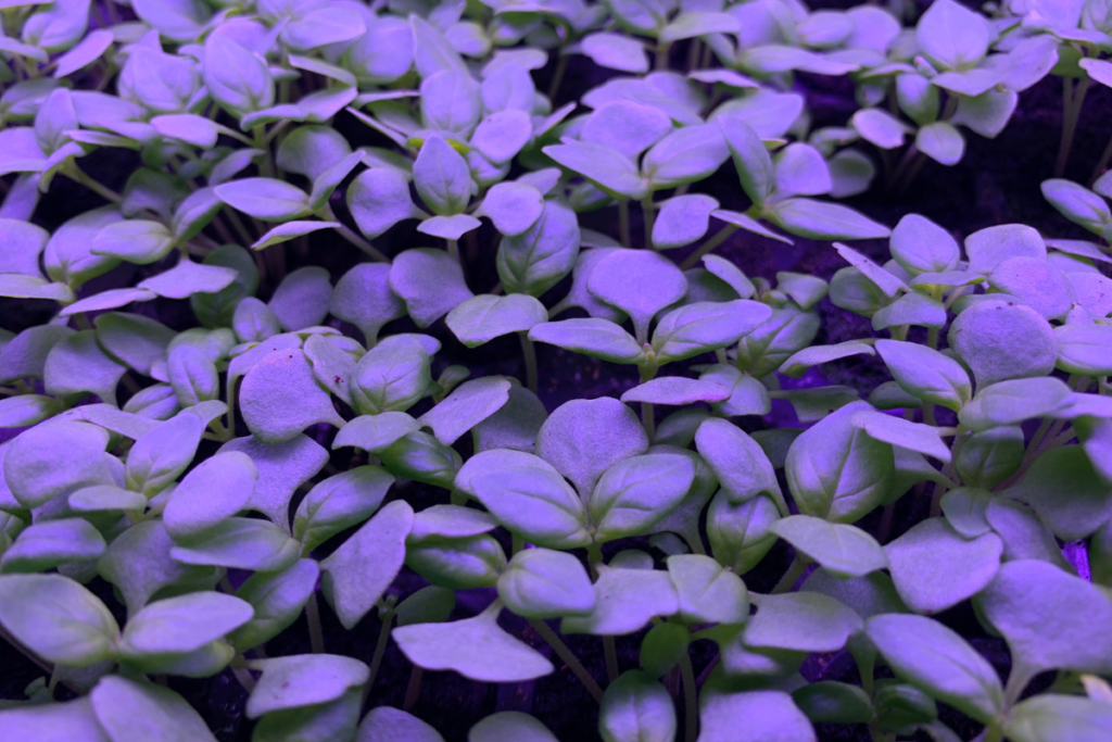 Plants growing Hydropolis