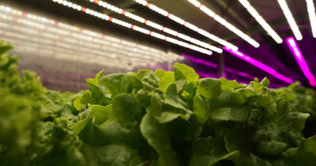 Uprawa wertykalna w systemie hydroponicznym sałat, materiały własne Hydropolis B+R