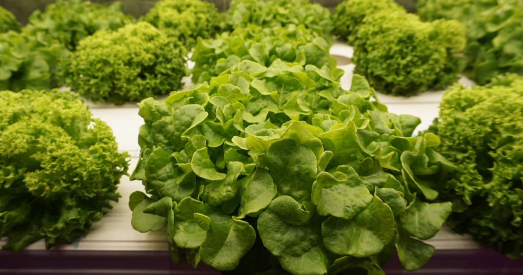 Sałata z upraw wertykalnych